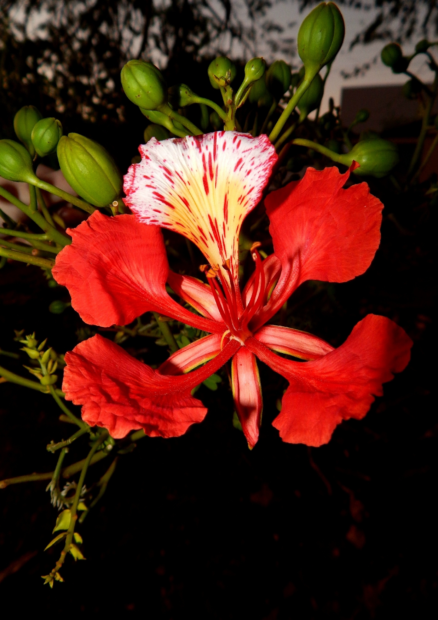 Delonix regia