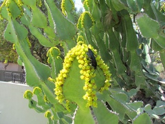 Euphorbia cooperi