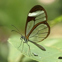Pteronymia cotytto cotytto