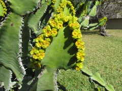 Euphorbia cooperi
