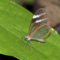 Pteronymia cotytto cotytto