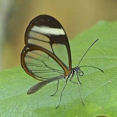 Pteronymia cotytto cotytto