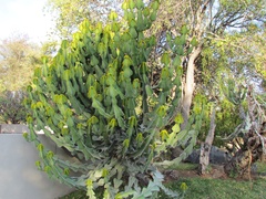 Euphorbia cooperi