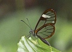 Pteronymia artena