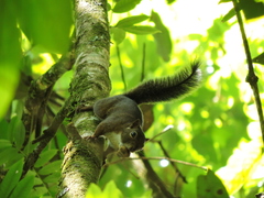 Sciurus pucheranii