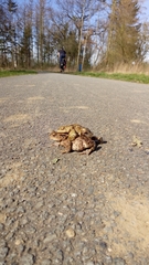 Bufo bufo