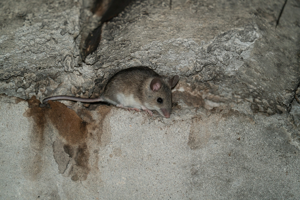 Western Broad-toothed Field Mouse