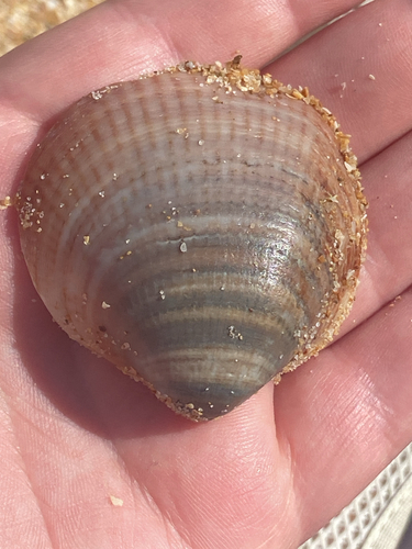 Glycymeris nummaria