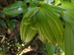 Kuntheria pedunculata