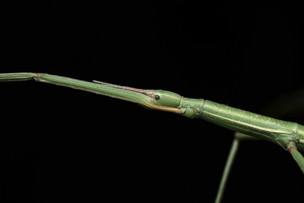 Attican Stick Insect