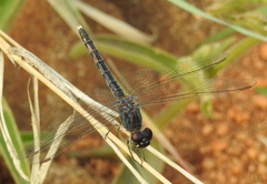 Indothemis carnatica