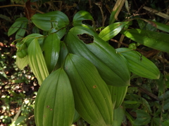 Kuntheria pedunculata