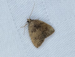 Anachrostis nigripuncta