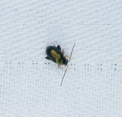 Aphthona strigosa