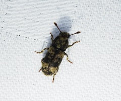 Basitropis nitidicutis