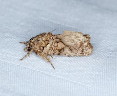 Callopistria guttulalis