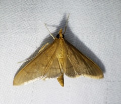 Thliptoceras formosanum