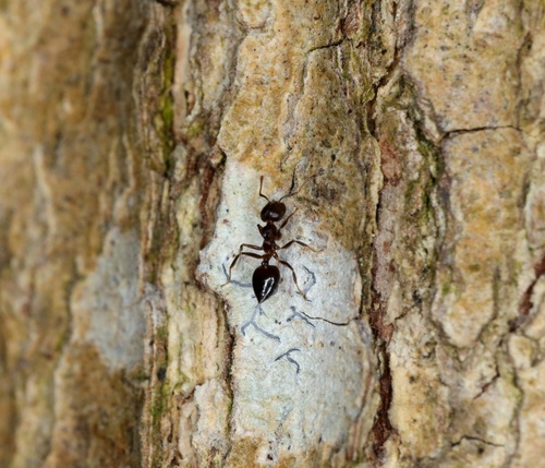 乌木举腹蚁Crematogaster ebenina