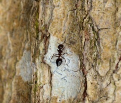 Crematogaster ebenina