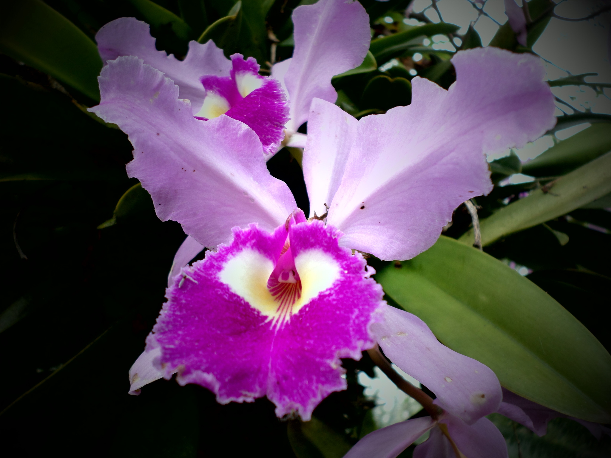 género Cattleya · NaturaLista Colombia