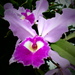 Cattleya - Photo (c) Bioexploradores Farallones, some rights reserved (CC BY-NC)