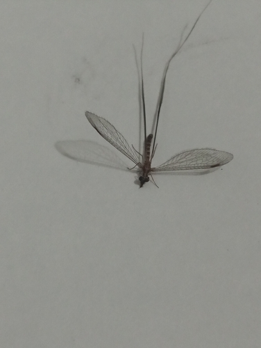 Croce filipennis