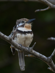 Russet-Throated Puffbird photo 2