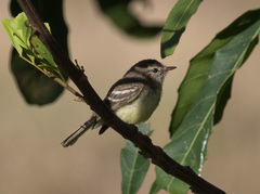 Camptostoma obsoletum