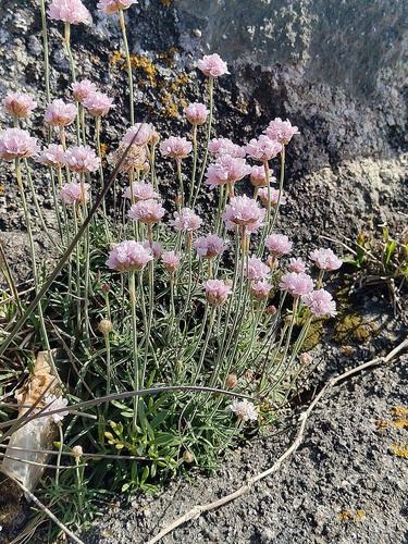 Armeria pubigera (Armeria pubigera)