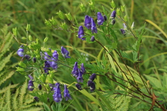 Aconitum sachalinense