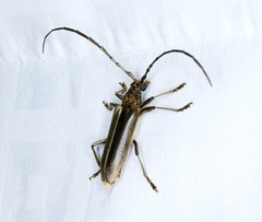 Nadezhdiella cantori