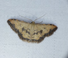 Idaea phaeocrossa