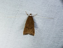 Lecitholaxa thiodora