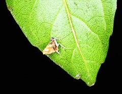 Musotima suffusalis