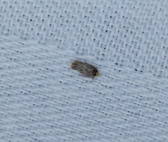 Nepticuloidea