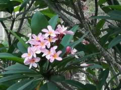 Plumeria rubra