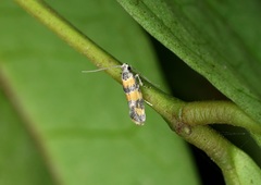 Promalactis lobatifera