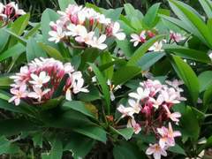 Plumeria rubra