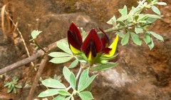 Lotus jacobaeus image