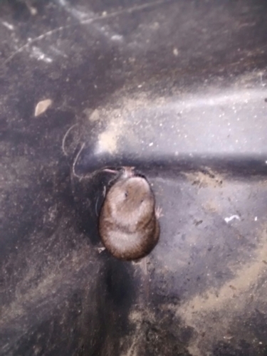 Microtus pinetorum