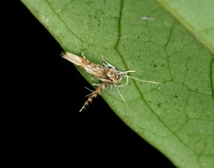Stathmopoda stimulata