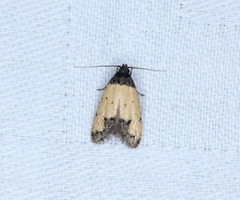 Tyrolimnas anthraconesa