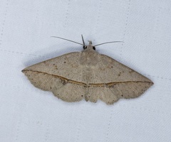 Ugia insuspecta