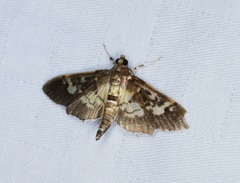 Uresiphita quinquigera