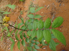 Senna occidentalis image