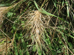 Aristida behriana