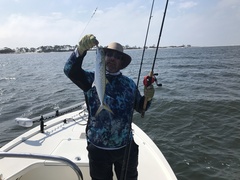 Scomberomorus maculatus