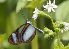 Oleria quintina