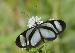 Oleria quintina