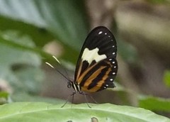 Hypothyris leprieuri